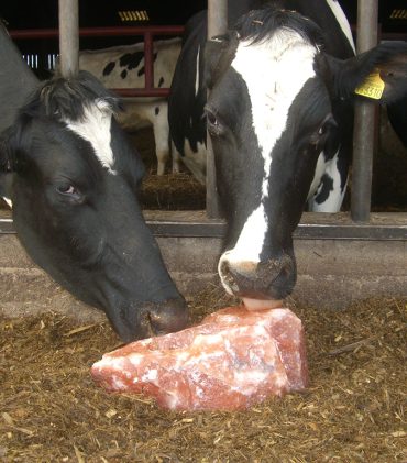 371bddfaf030dd8f8aedec5bdfc4f4c5