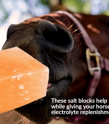 789931e2 d803 48ec 8f13 ae672ed97adc. cr0,0,970,600 pt0 sx970 v1